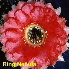 Ring Nebula.4.1.jpg 